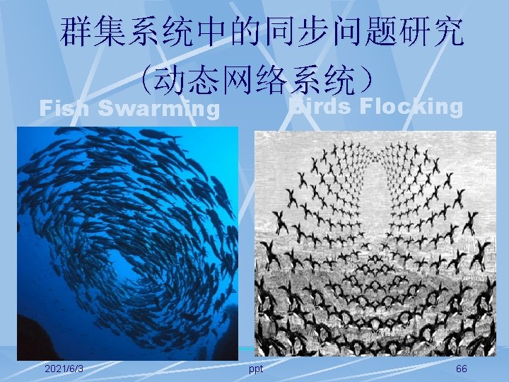 群集系统中的同步问题研究 (动态网络系统） Birds Flocking Fish Swarming 2021/6/3 ppt 66 