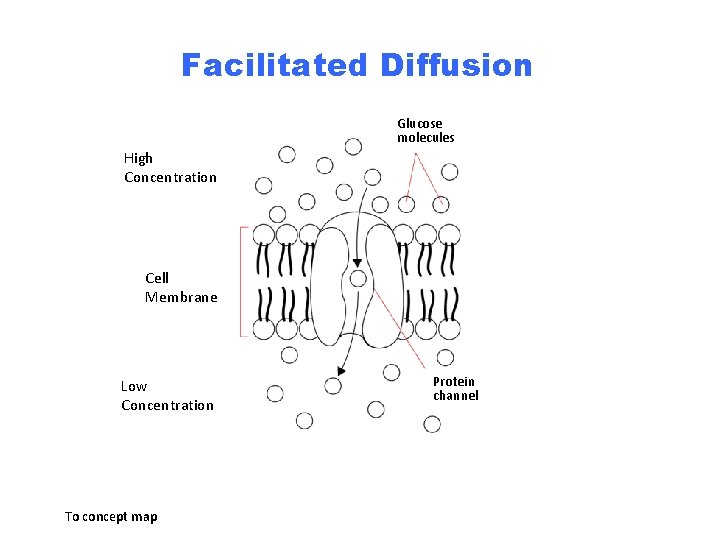 Section 7 -3 Facilitated Diffusion Glucose molecules High Concentration Cell Membrane Low Concentration To