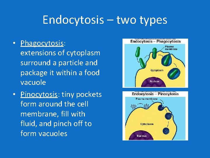 Endocytosis – two types • Phagocytosis: extensions of cytoplasm surround a particle and package
