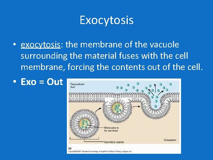 Exocytosis • exocytosis: the membrane of the vacuole surrounding the material fuses with the