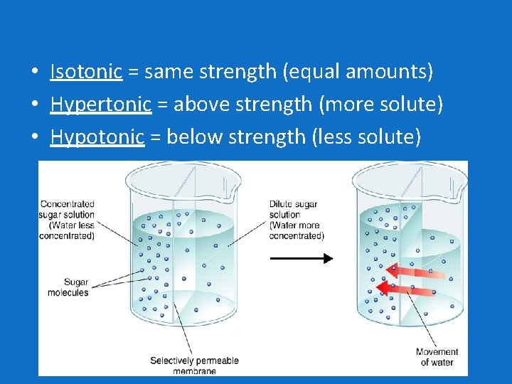  • Isotonic = same strength (equal amounts) • Hypertonic = above strength (more