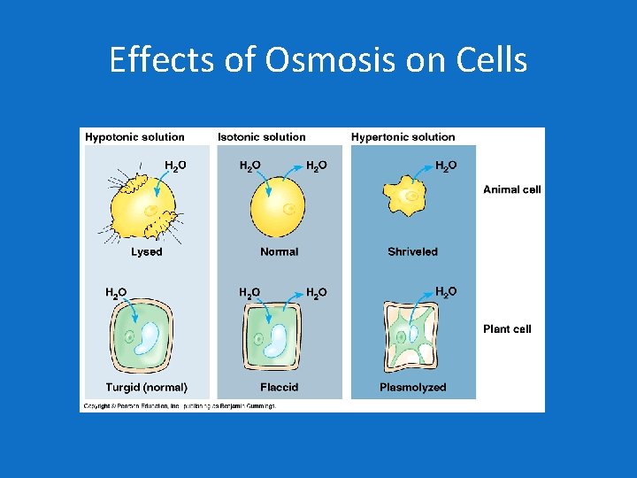 Effects of Osmosis on Cells 