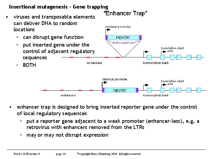 Insertional mutagenesis - Gene trapping • viruses and transposable elements can deliver DNA to