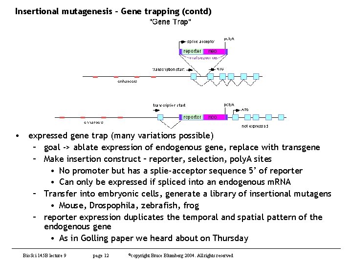 Insertional mutagenesis – Gene trapping (contd) • expressed gene trap (many variations possible) –
