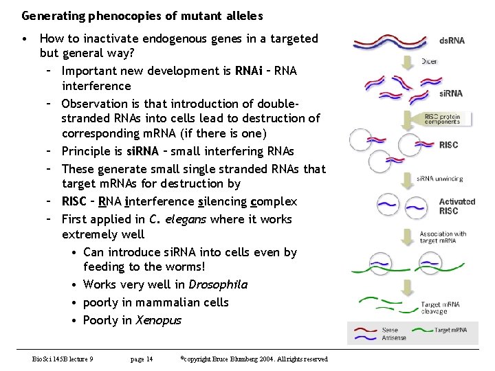 Generating phenocopies of mutant alleles • How to inactivate endogenous genes in a targeted