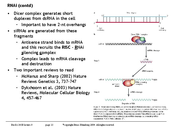 RNAi (contd) • Dicer complex generates short duplexes from ds. RNA in the cell
