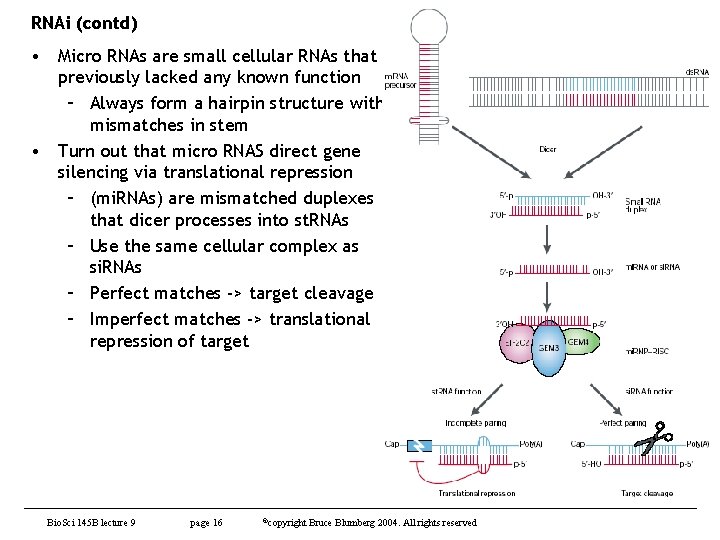 RNAi (contd) • Micro RNAs are small cellular RNAs that previously lacked any known