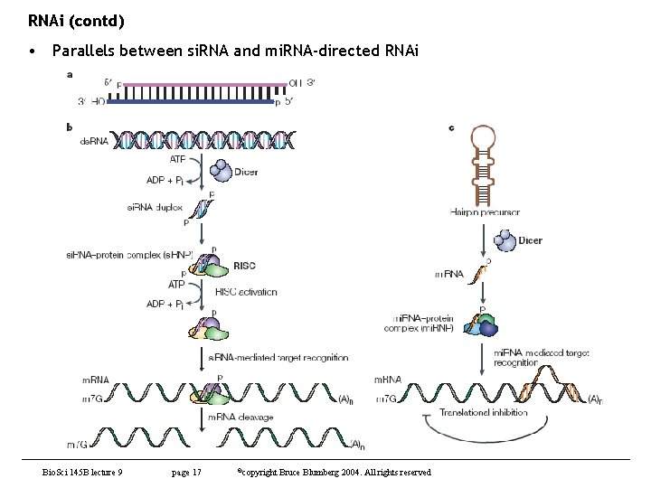 RNAi (contd) • Parallels between si. RNA and mi. RNA-directed RNAi Bio. Sci 145