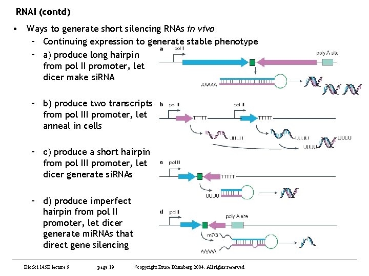 RNAi (contd) • Ways to generate short silencing RNAs in vivo – Continuing expression