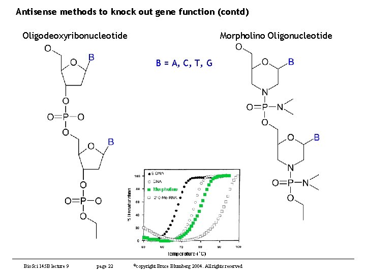 Antisense methods to knock out gene function (contd) Oligodeoxyribonucleotide Morpholino Oligonucleotide B = A,