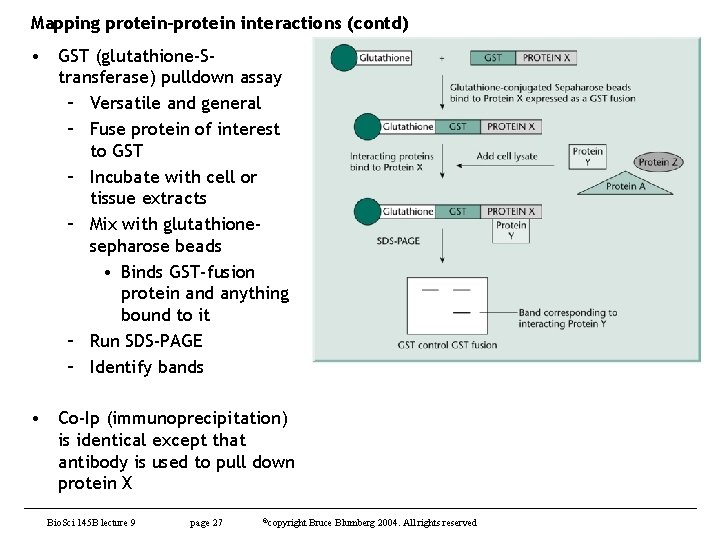 Mapping protein-protein interactions (contd) • GST (glutathione-Stransferase) pulldown assay – Versatile and general –