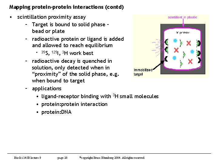 Mapping protein-protein interactions (contd) • scintillation proximity assay – Target is bound to solid