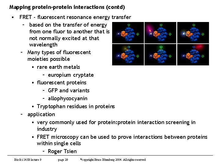 Mapping protein-protein interactions (contd) • FRET - fluorescent resonance energy transfer – based on