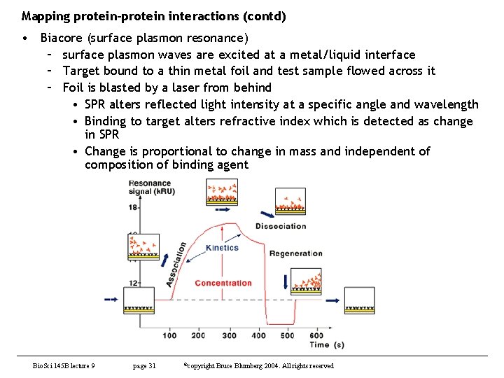 Mapping protein-protein interactions (contd) • Biacore (surface plasmon resonance) – surface plasmon waves are