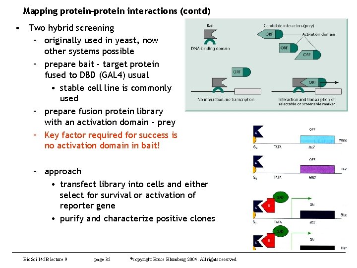 Mapping protein-protein interactions (contd) • Two hybrid screening – originally used in yeast, now