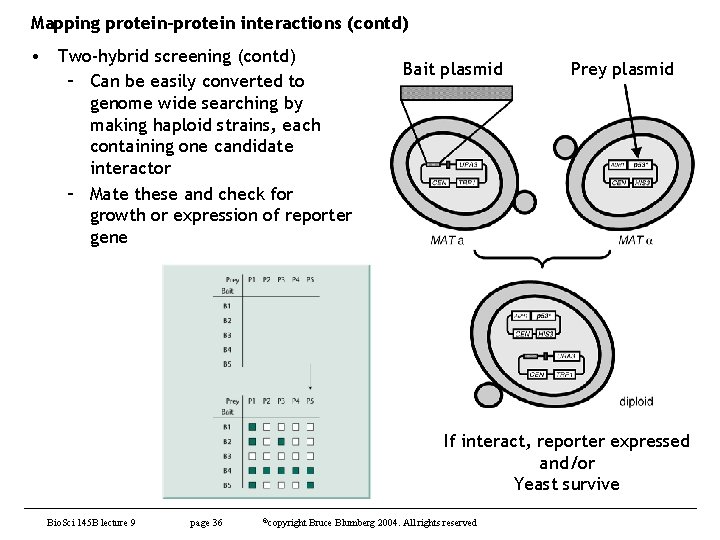 Mapping protein-protein interactions (contd) • Two-hybrid screening (contd) – Can be easily converted to