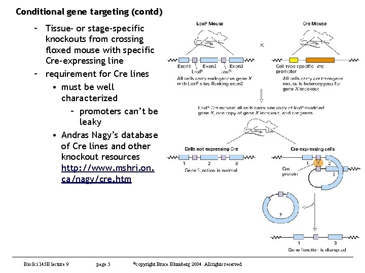 Conditional gene targeting (contd) – Tissue- or stage-specific knockouts from crossing floxed mouse with