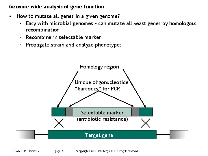 Genome wide analysis of gene function • How to mutate all genes in a