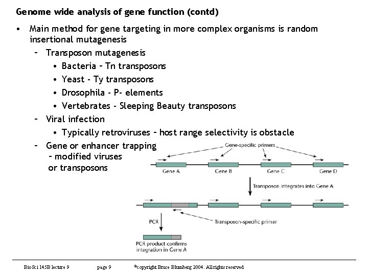 Genome wide analysis of gene function (contd) • Main method for gene targeting in