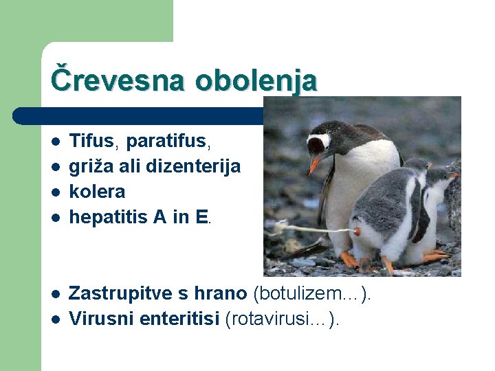 Črevesna obolenja l l l Tifus, paratifus, griža ali dizenterija kolera hepatitis A in