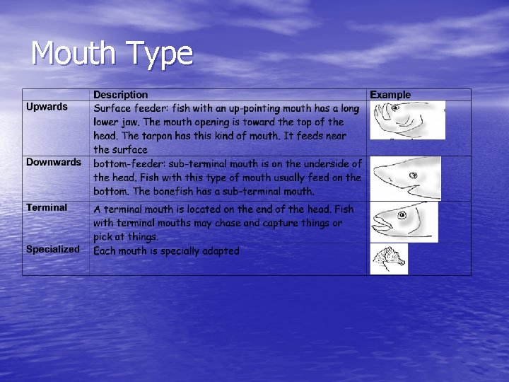 Mouth Type 