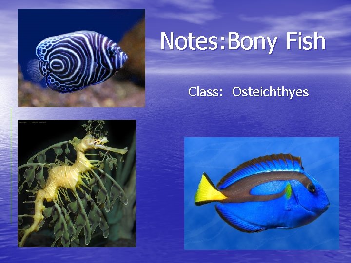 Notes: Bony Fish Class: Osteichthyes 