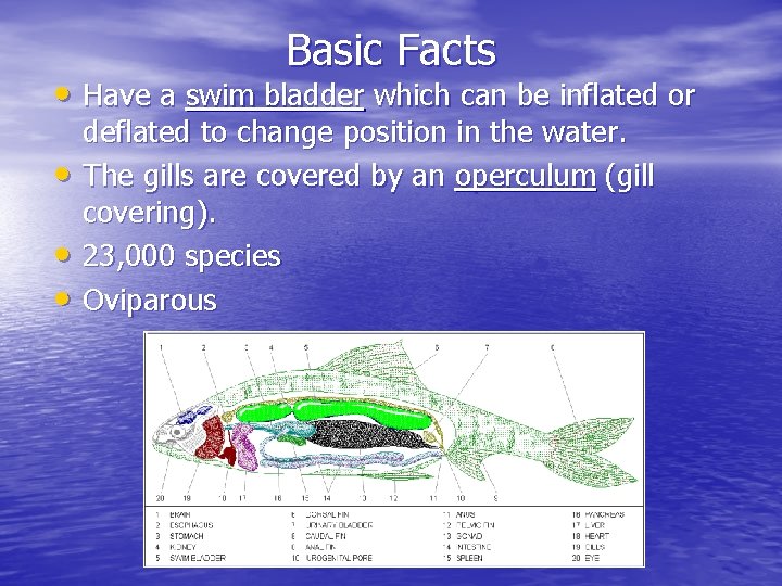 Basic Facts • Have a swim bladder which can be inflated or • •