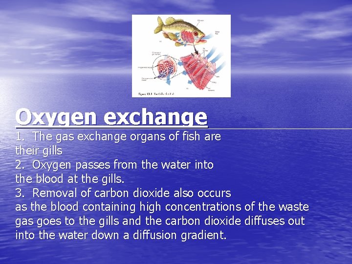 Oxygen exchange 1. The gas exchange organs of fish are their gills 2. Oxygen