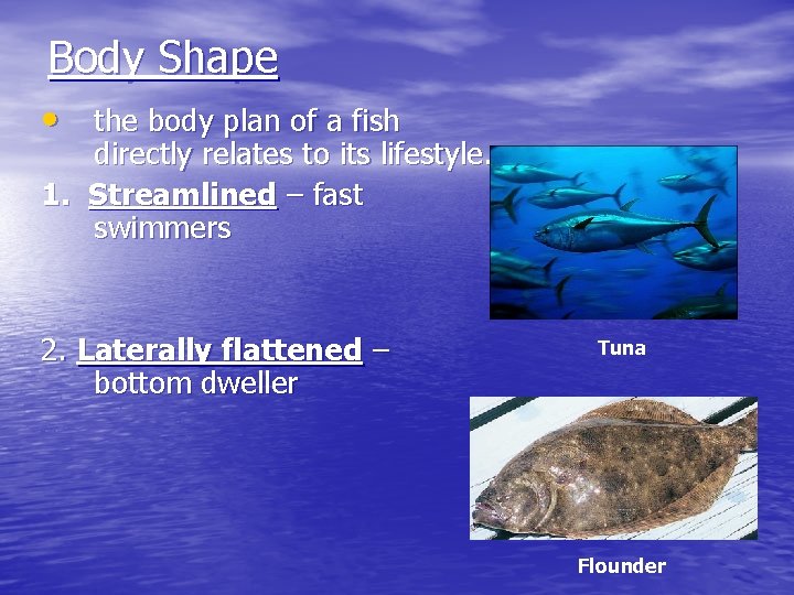 Body Shape • the body plan of a fish directly relates to its lifestyle.