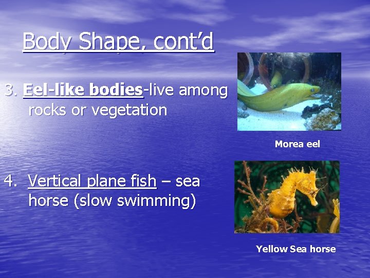 Body Shape, cont’d 3. Eel-like bodies-live among rocks or vegetation Morea eel 4. Vertical