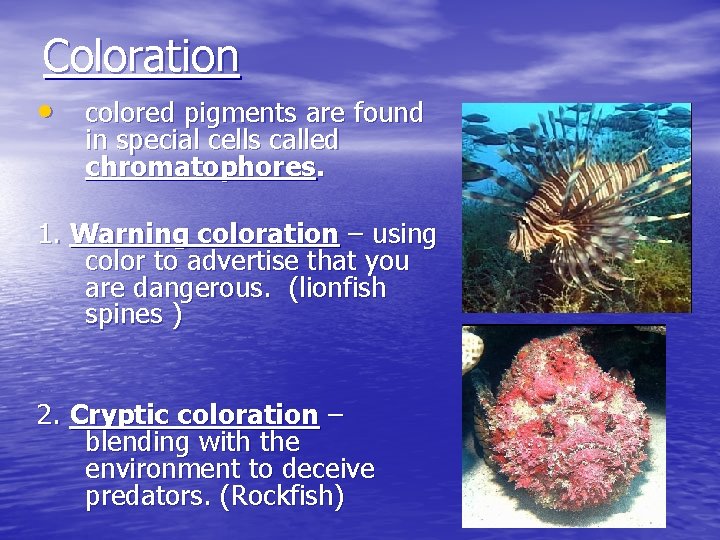 Coloration • colored pigments are found in special cells called chromatophores. 1. Warning coloration