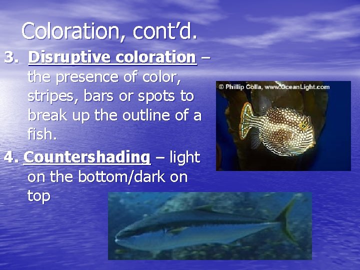 Coloration, cont’d. 3. Disruptive coloration – the presence of color, stripes, bars or spots