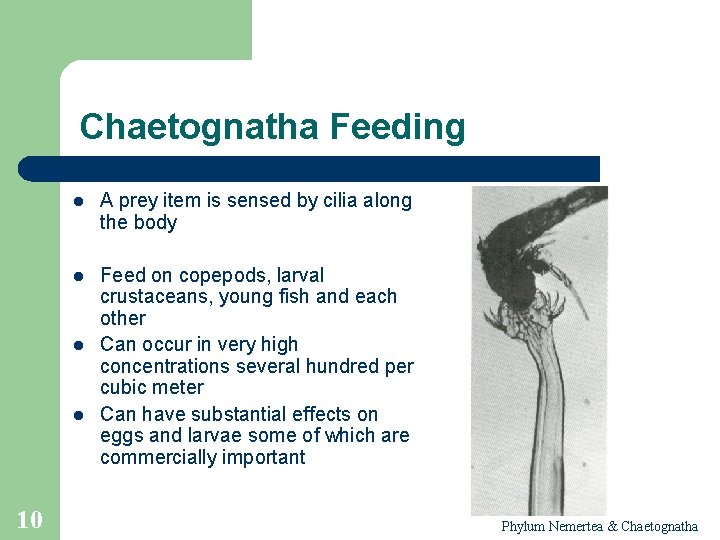 Chaetognatha Feeding l A prey item is sensed by cilia along the body l