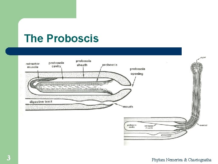 The Proboscis 3 Phylum Nemertea & Chaetognatha 