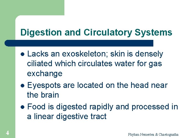 Digestion and Circulatory Systems Lacks an exoskeleton; skin is densely ciliated which circulates water
