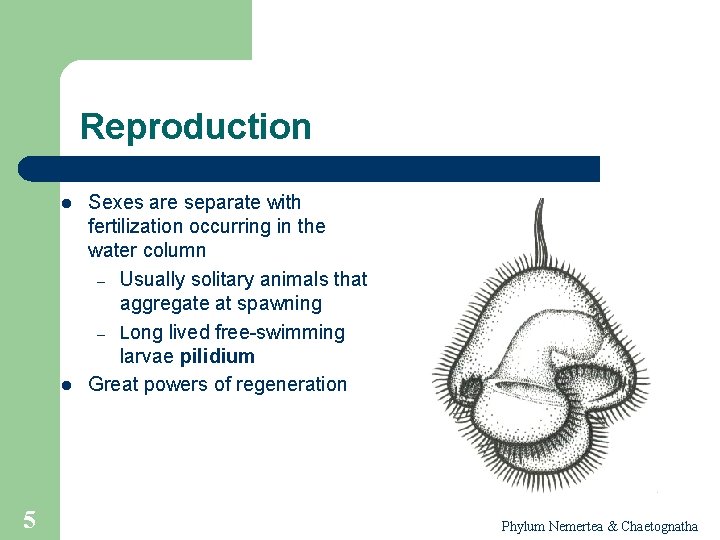 Reproduction l l 5 Sexes are separate with fertilization occurring in the water column