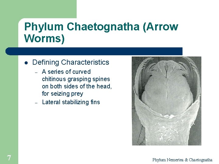 Phylum Chaetognatha (Arrow Worms) l Defining Characteristics – – 7 A series of curved