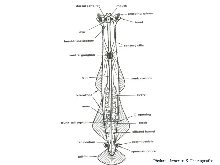 8 Phylum Nemertea & Chaetognatha 