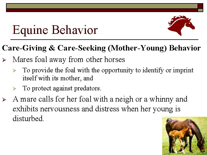Equine Behavior Care-Giving & Care-Seeking (Mother-Young) Behavior Ø Mares foal away from other horses