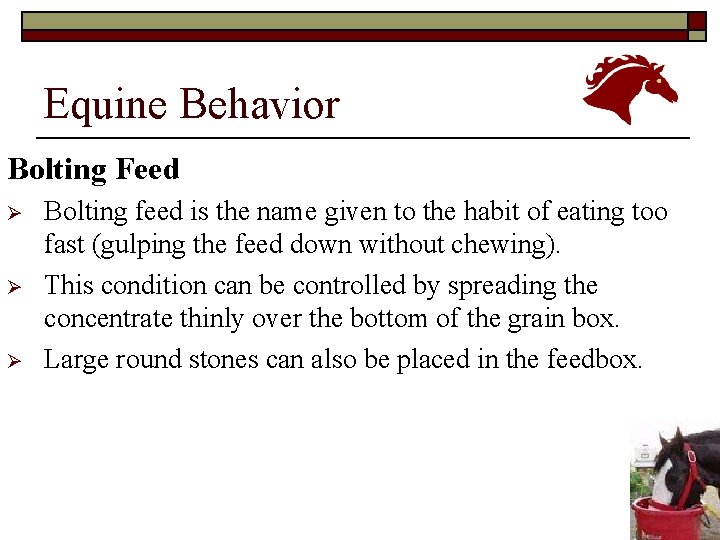 Equine Behavior Bolting Feed Ø Ø Ø Bolting feed is the name given to