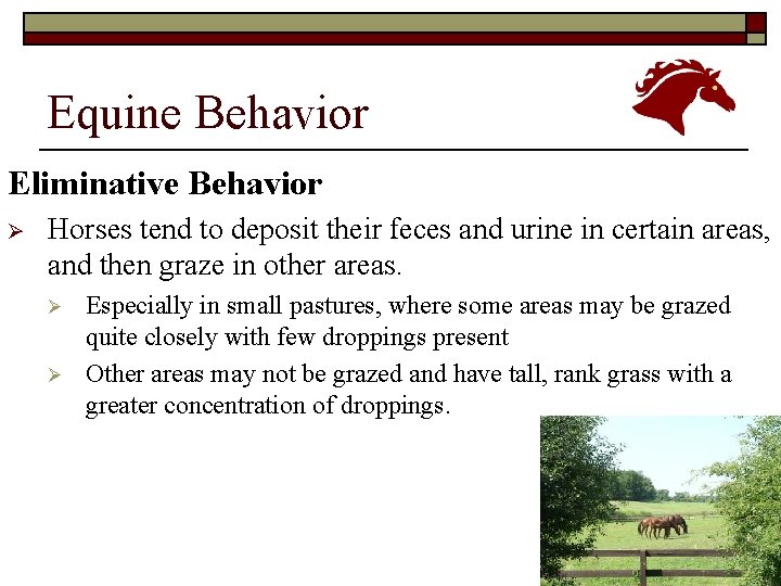 Equine Behavior Eliminative Behavior Ø Horses tend to deposit their feces and urine in