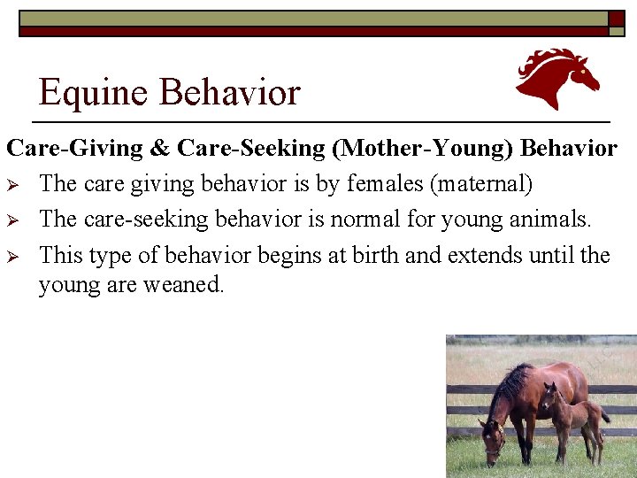 Equine Behavior Care-Giving & Care-Seeking (Mother-Young) Behavior Ø The care giving behavior is by