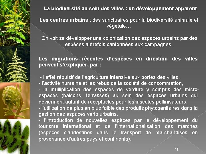 La biodiversité au sein des villes : un développement apparent Les centres urbains :