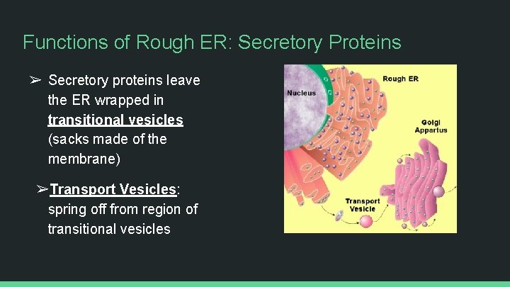 Functions of Rough ER: Secretory Proteins ➢ Secretory proteins leave the ER wrapped in