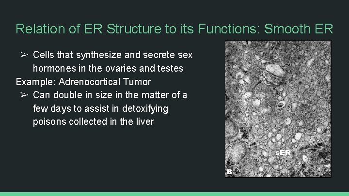 Relation of ER Structure to its Functions: Smooth ER ➢ Cells that synthesize and