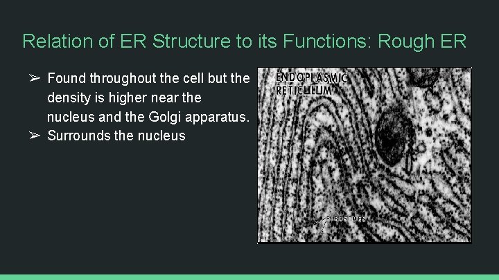 Relation of ER Structure to its Functions: Rough ER ➢ Found throughout the cell