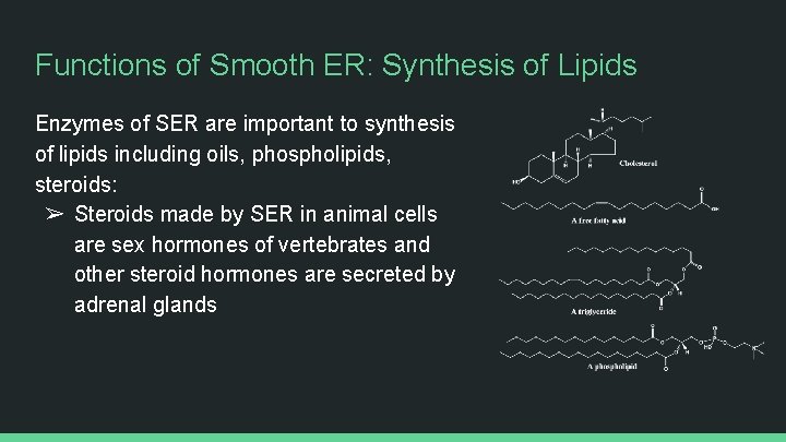 Functions of Smooth ER: Synthesis of Lipids Enzymes of SER are important to synthesis