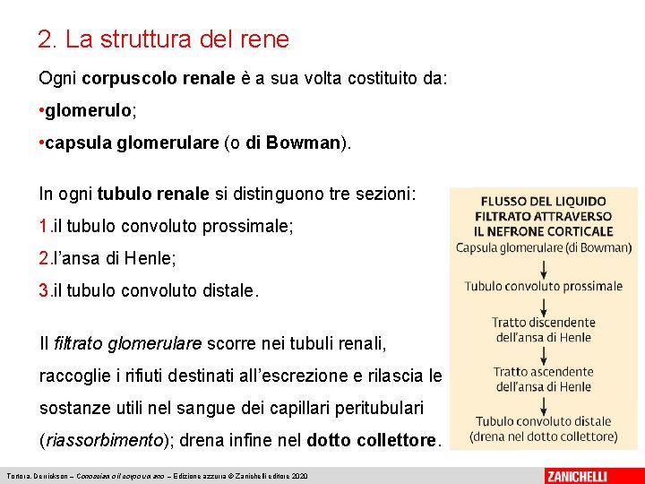 2. La struttura del rene Ogni corpuscolo renale è a sua volta costituito da: