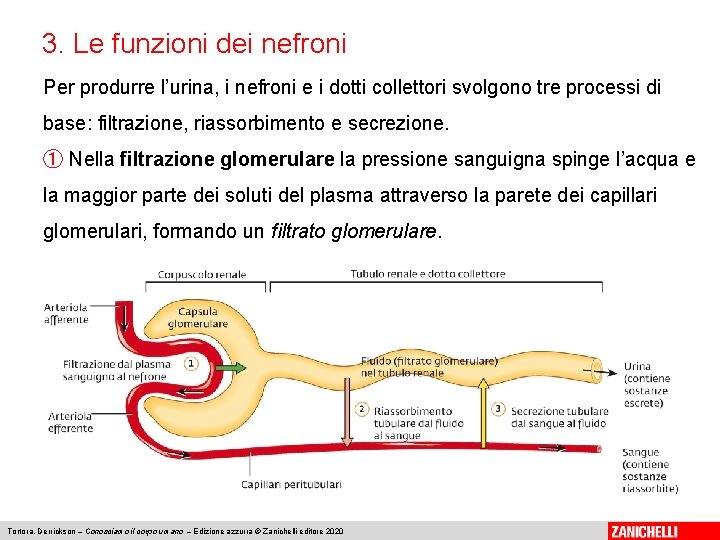 3. Le funzioni dei nefroni Per produrre l’urina, i nefroni e i dotti collettori