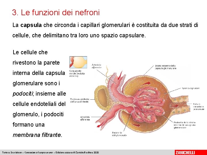 3. Le funzioni dei nefroni La capsula che circonda i capillari glomerulari è costituita
